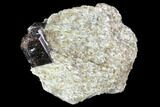 Brown Dravite Tourmaline Crystal Cluster in Mica - Australia #96311-1